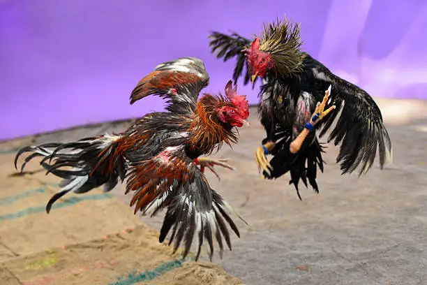 top646 website image 3517 showing istockphoto 478621957 612x612 1